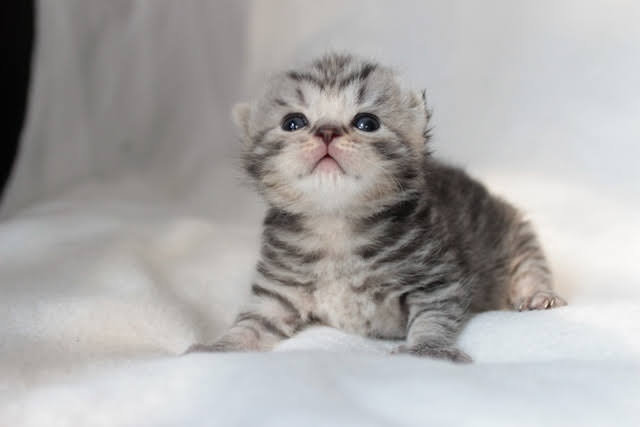 Chatterie-de-BritishsGarden-elevage-chaton-british-tabby-essonne