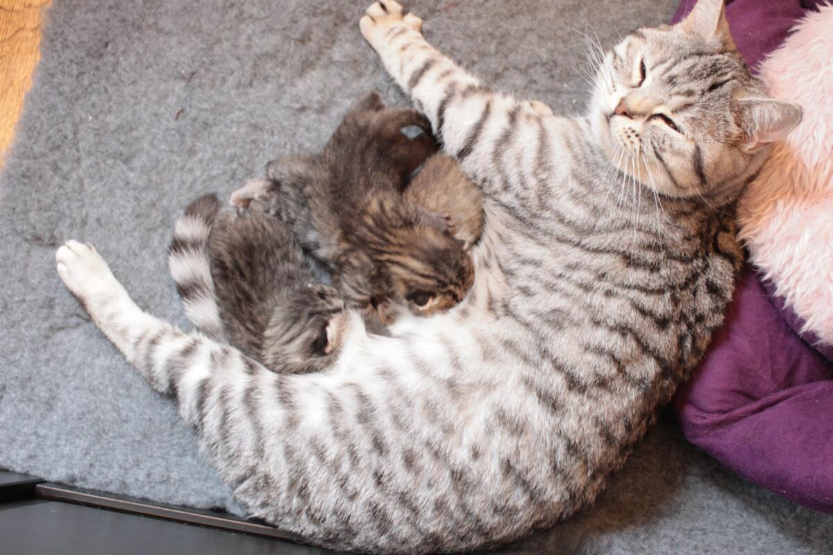 Chatterie-de-BritishsGarden-naissance-chatons-Harmony-2015