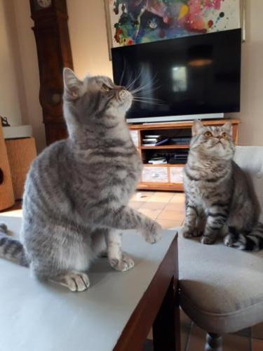 Elevage-chaton-british-silver-tabby-BritishsGarden-2018-112