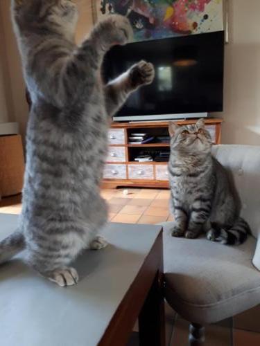 Elevage-chaton-british-silver-tabby-BritishsGarden-2018-113