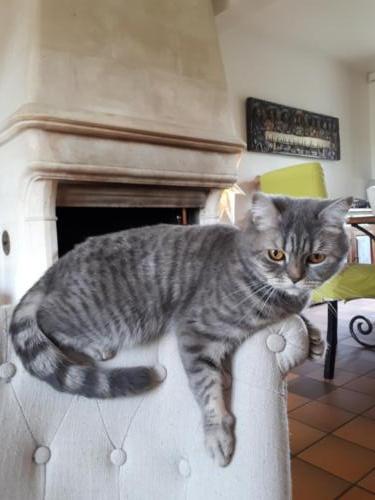 Elevage-chaton-british-silver-tabby-BritishsGarden-2018-123