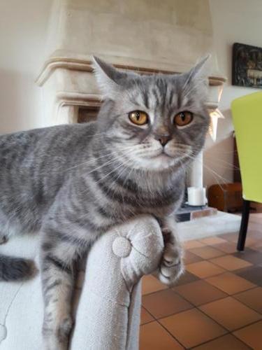 Elevage-chaton-british-silver-tabby-BritishsGarden-2018-124