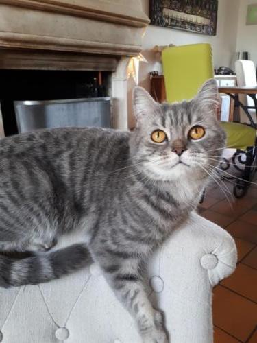 Elevage-chaton-british-silver-tabby-BritishsGarden-2018-125