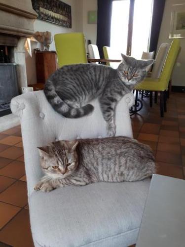 Elevage-chaton-british-silver-tabby-BritishsGarden-2018-127