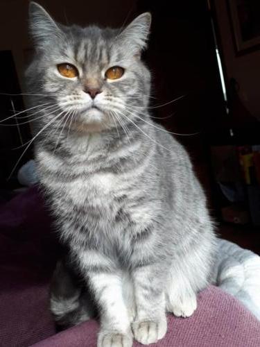 Elevage-chaton-british-silver-tabby-BritishsGarden-2018-33