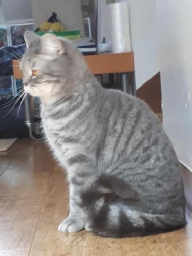 Elevage-chaton-british-silver-tabby-BritishsGarden-2018-40