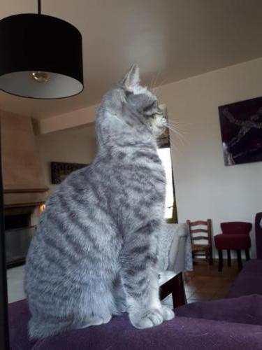 Elevage-chaton-british-silver-tabby-BritishsGarden-2018-44