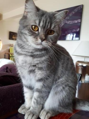 Elevage-chaton-british-silver-tabby-BritishsGarden-2018-55