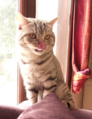 Chaton-british-tabby-langue-de-chat-1