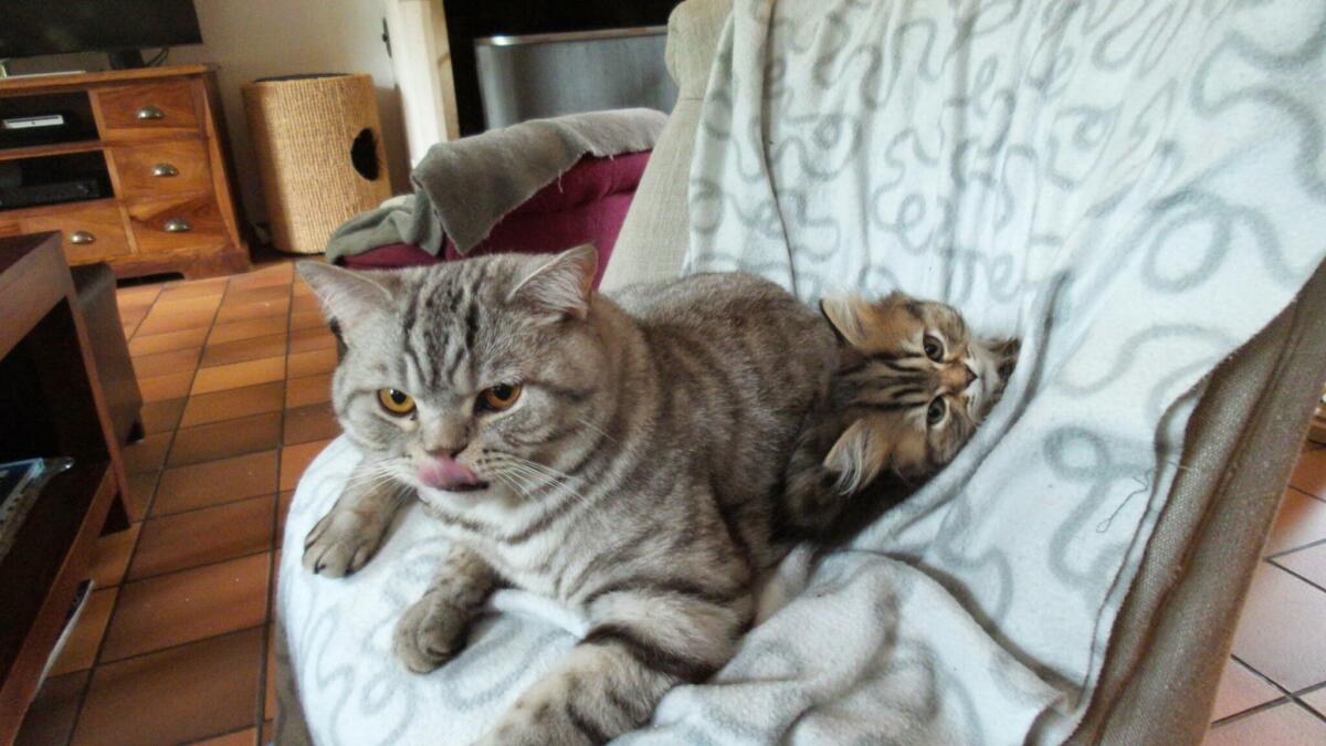 Chaton-british-tabby-langue-de-chat-11