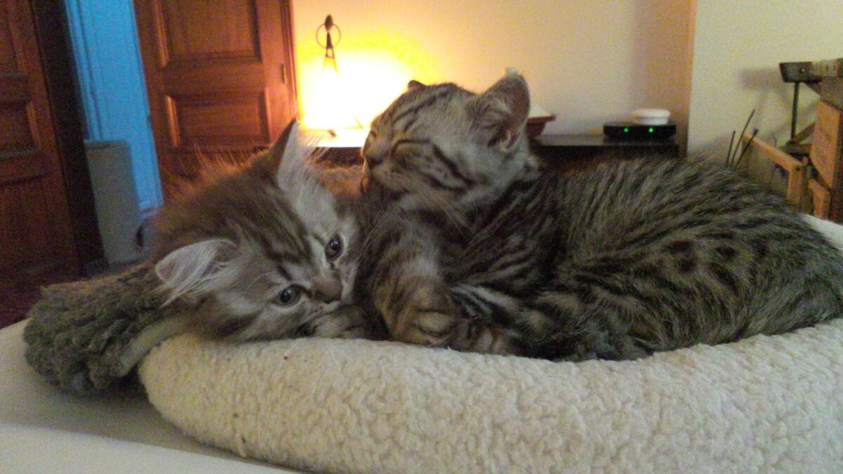 Chaton-british-tabby-langue-de-chat-12