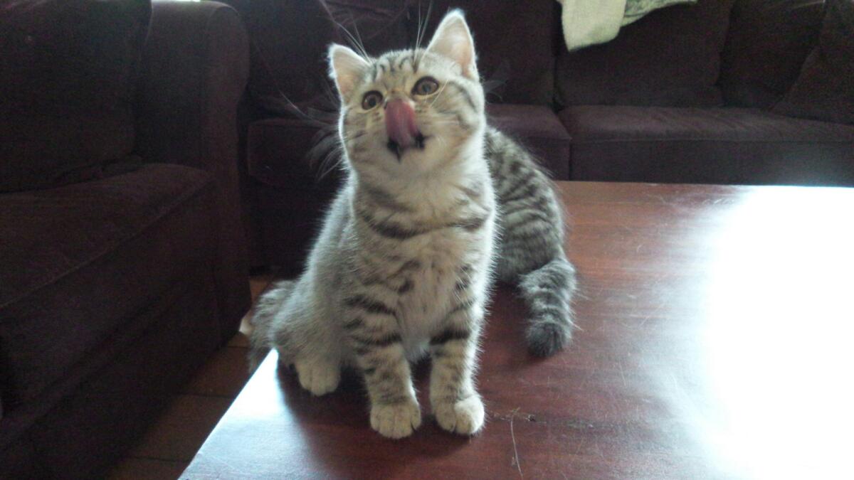 Chaton-british-tabby-langue-de-chat-13