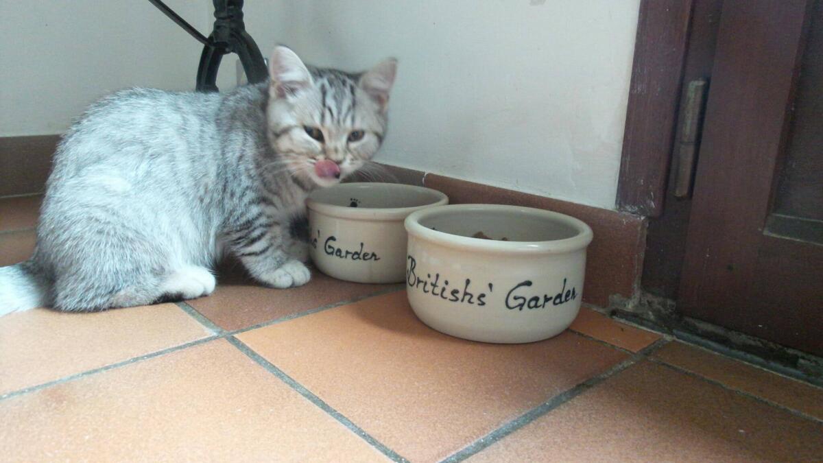 Chaton-british-tabby-langue-de-chat-14