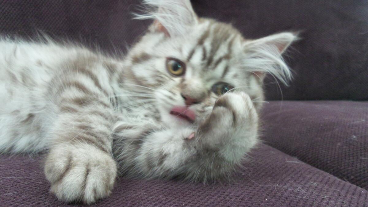 Chaton-british-tabby-langue-de-chat-15