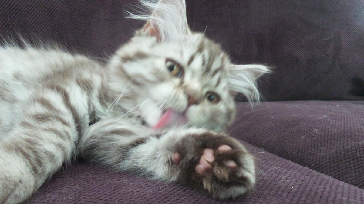 Chaton-british-tabby-langue-de-chat-16