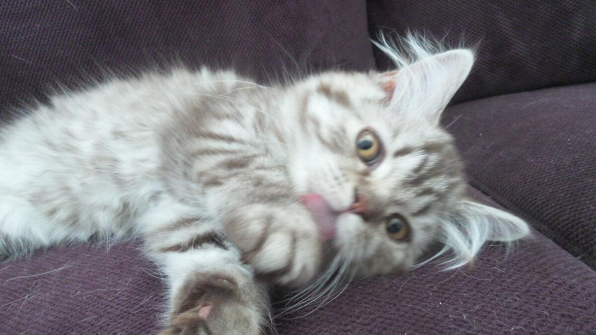 Chaton-british-tabby-langue-de-chat-17