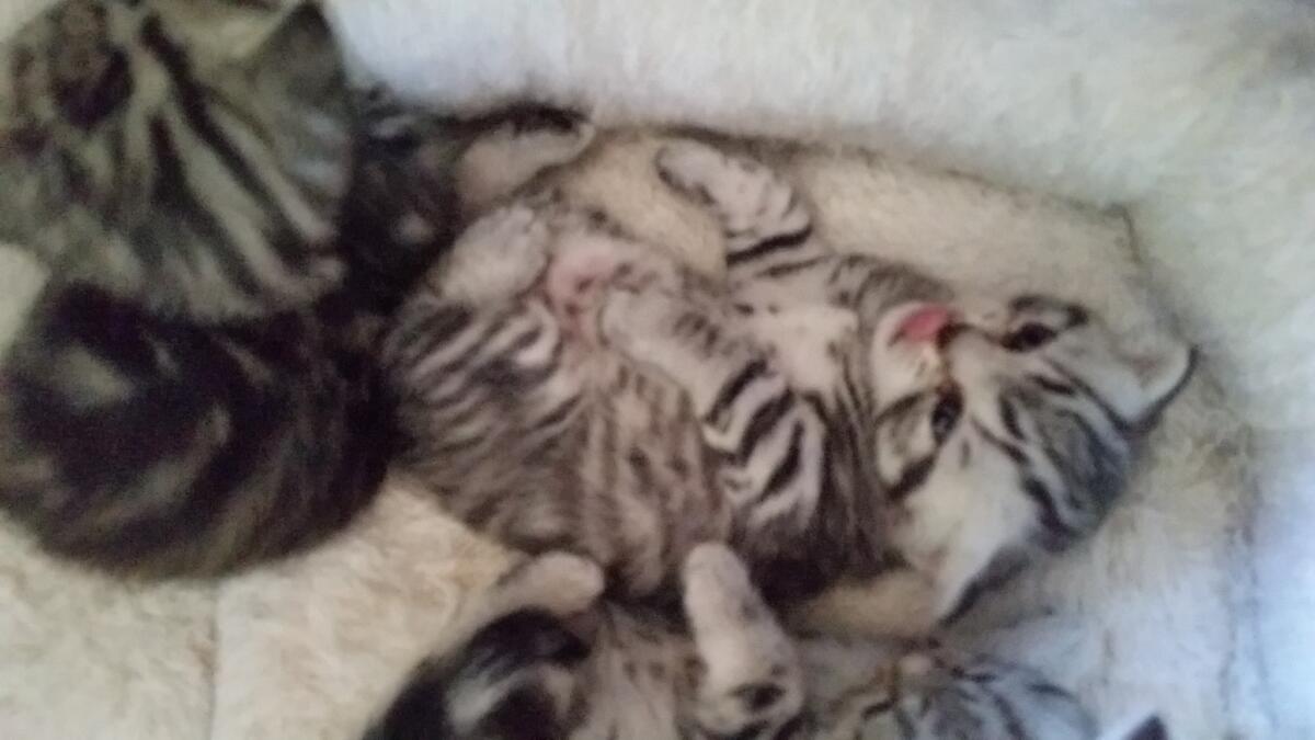 Chaton-british-tabby-langue-de-chat-18