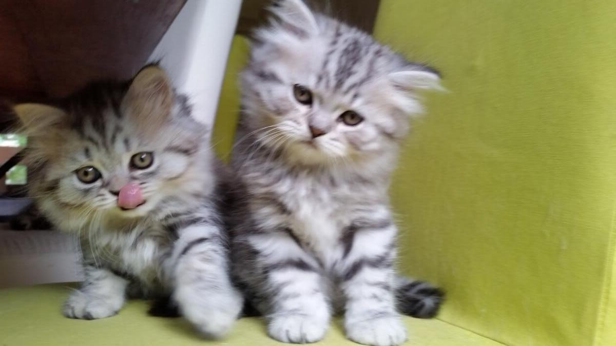 Chaton-british-tabby-langue-de-chat-19