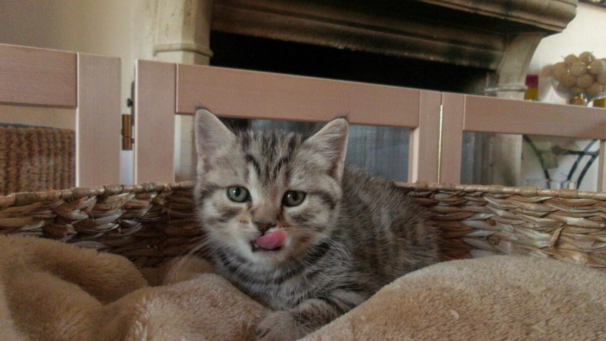 Chaton-british-tabby-langue-de-chat-2