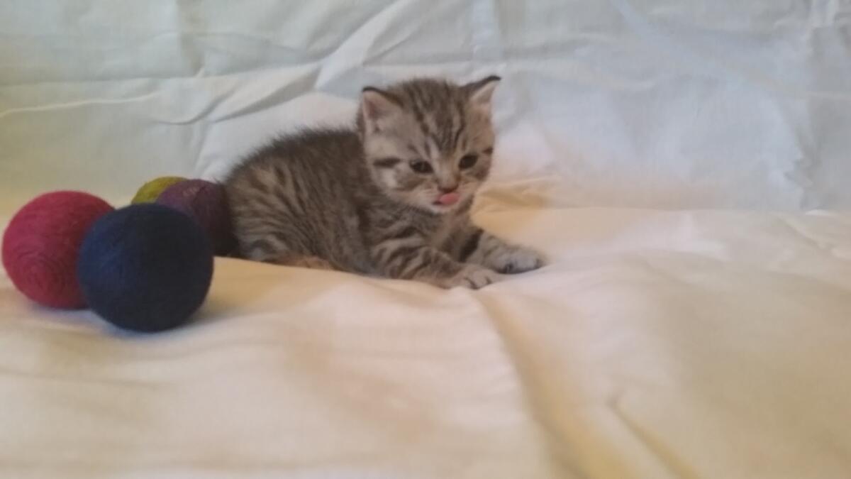 Chaton-british-tabby-langue-de-chat-20