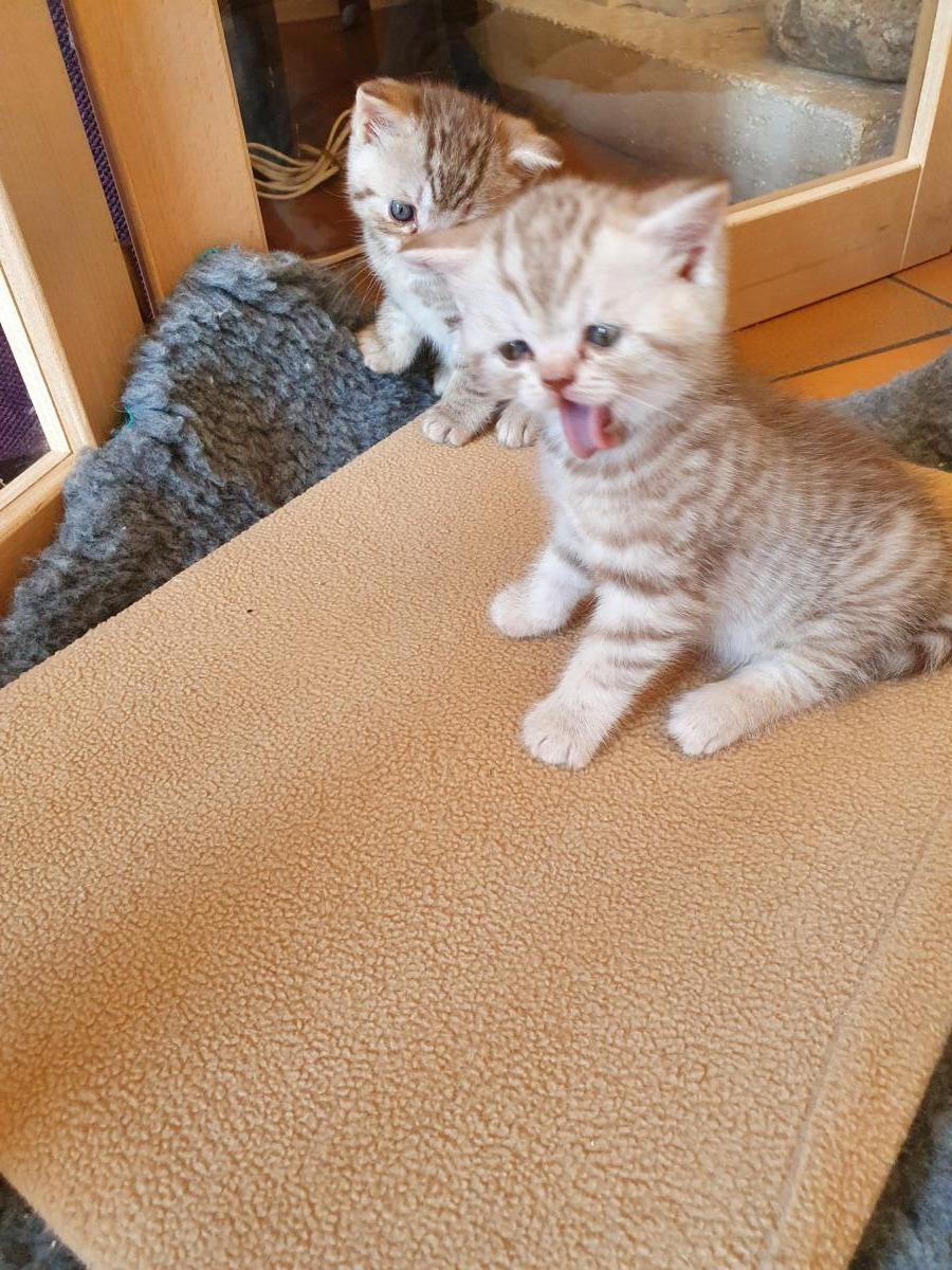 Chaton-british-tabby-langue-de-chat-21