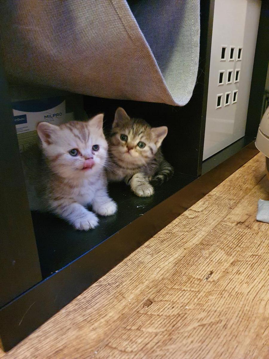 Chaton-british-tabby-langue-de-chat-22