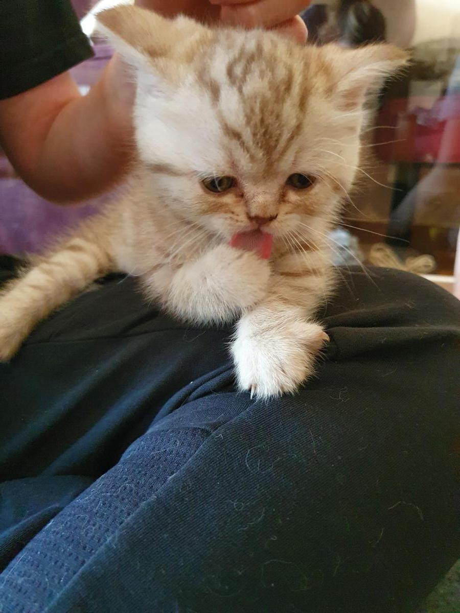 Chaton-british-tabby-langue-de-chat-23
