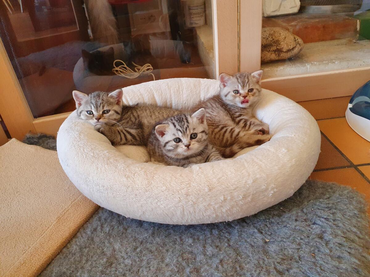 Chaton-british-tabby-langue-de-chat-24