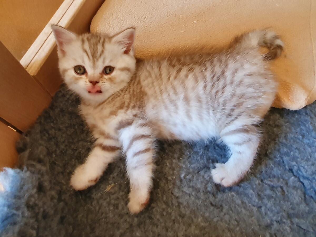 Chaton-british-tabby-langue-de-chat-25