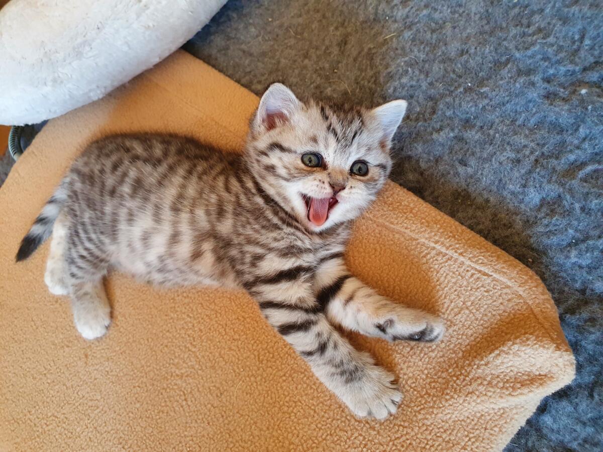 Chaton-british-tabby-langue-de-chat-26