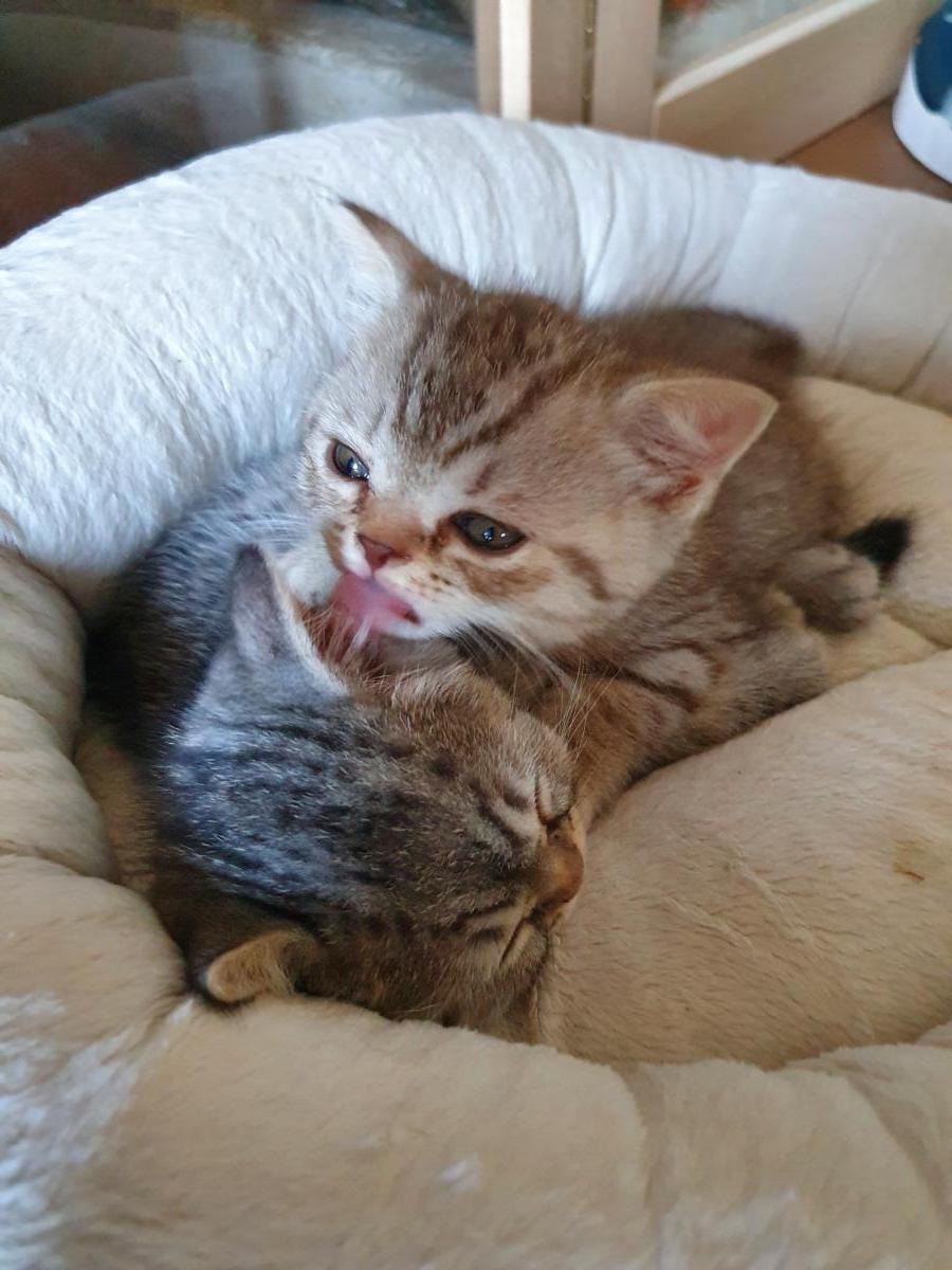 Chaton-british-tabby-langue-de-chat-27