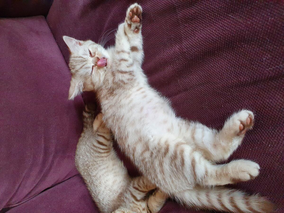 Chaton-british-tabby-langue-de-chat-28