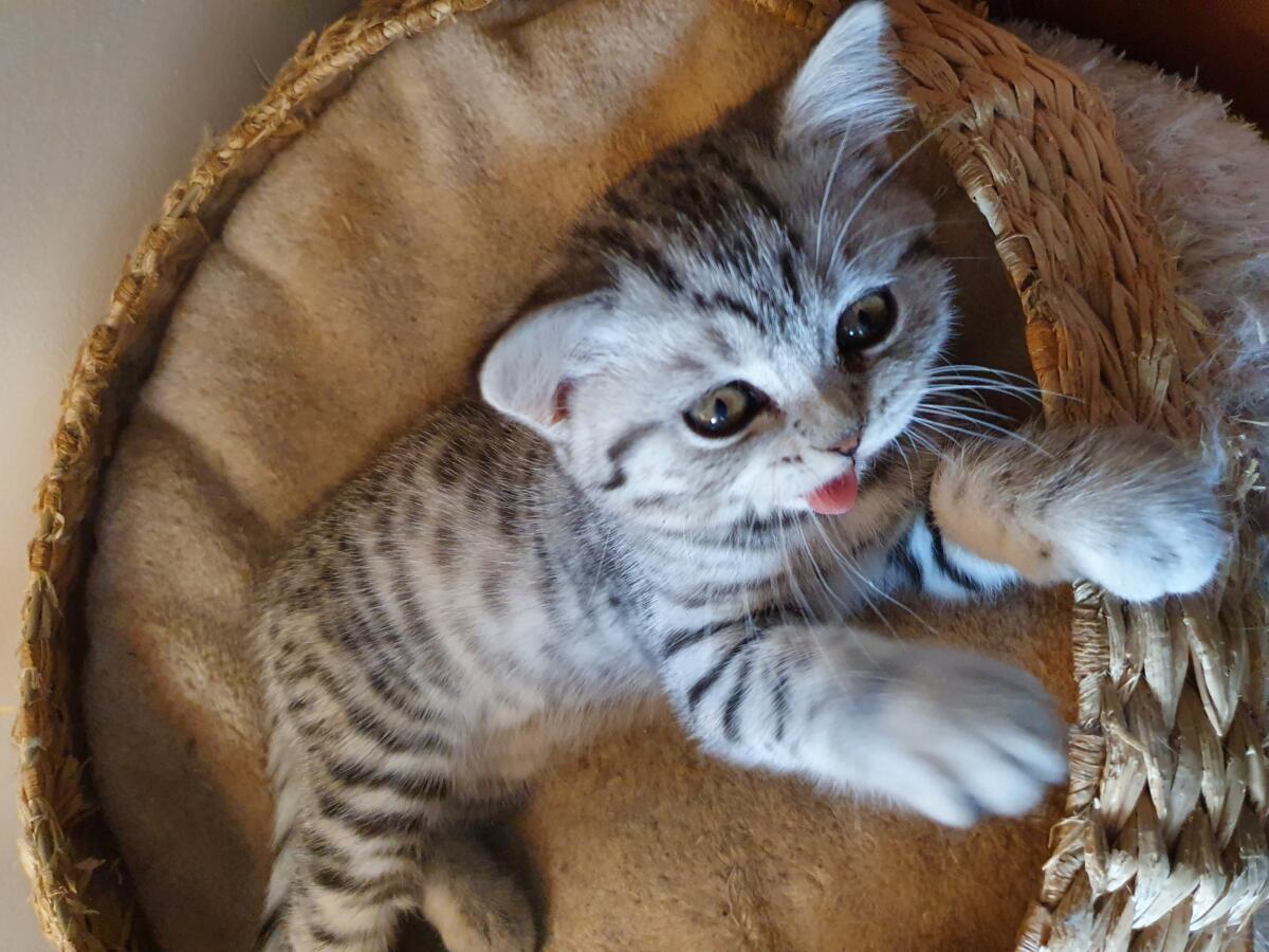 Chaton-british-tabby-langue-de-chat-29