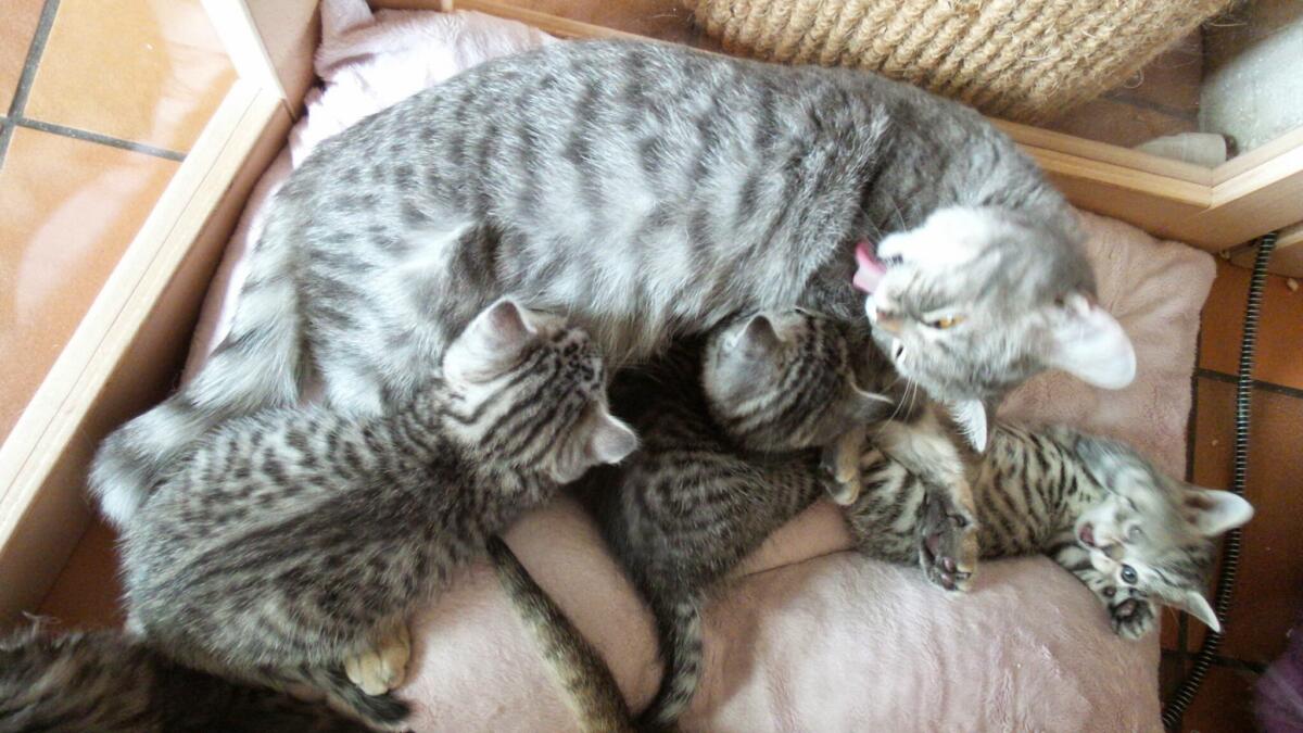 Chaton-british-tabby-langue-de-chat-3