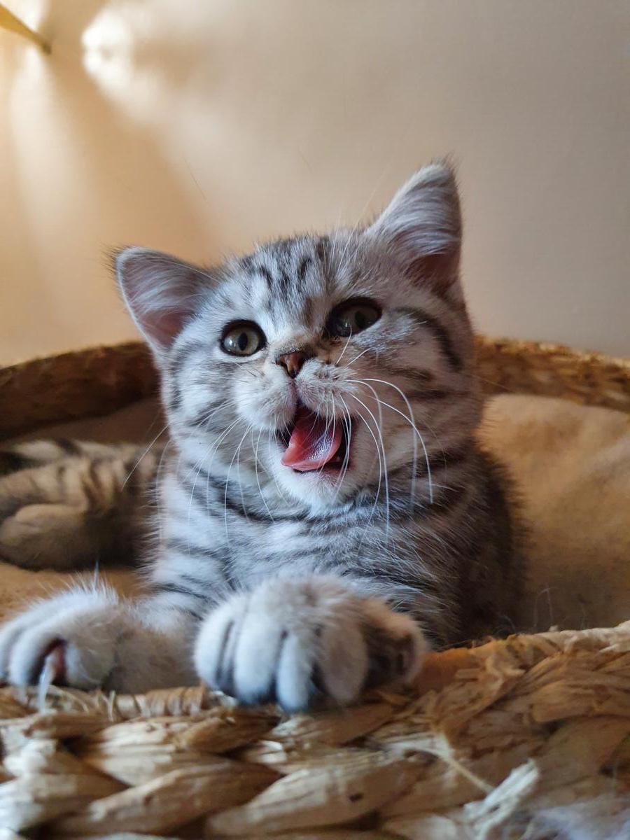 Chaton-british-tabby-langue-de-chat-30