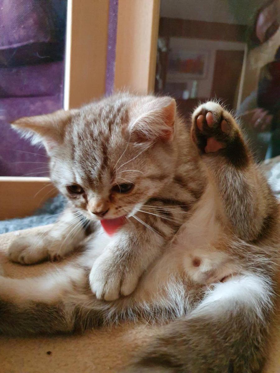 Chaton-british-tabby-langue-de-chat-31