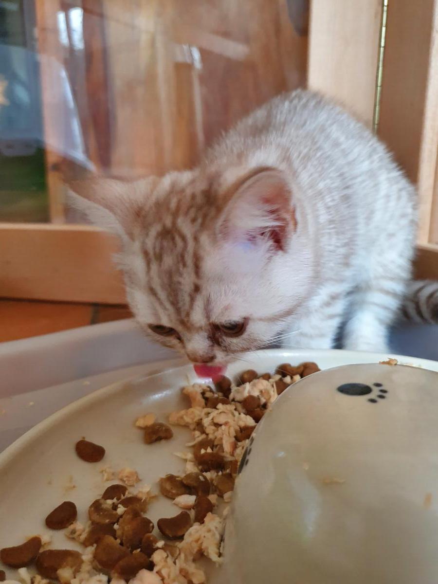 Chaton-british-tabby-langue-de-chat-32