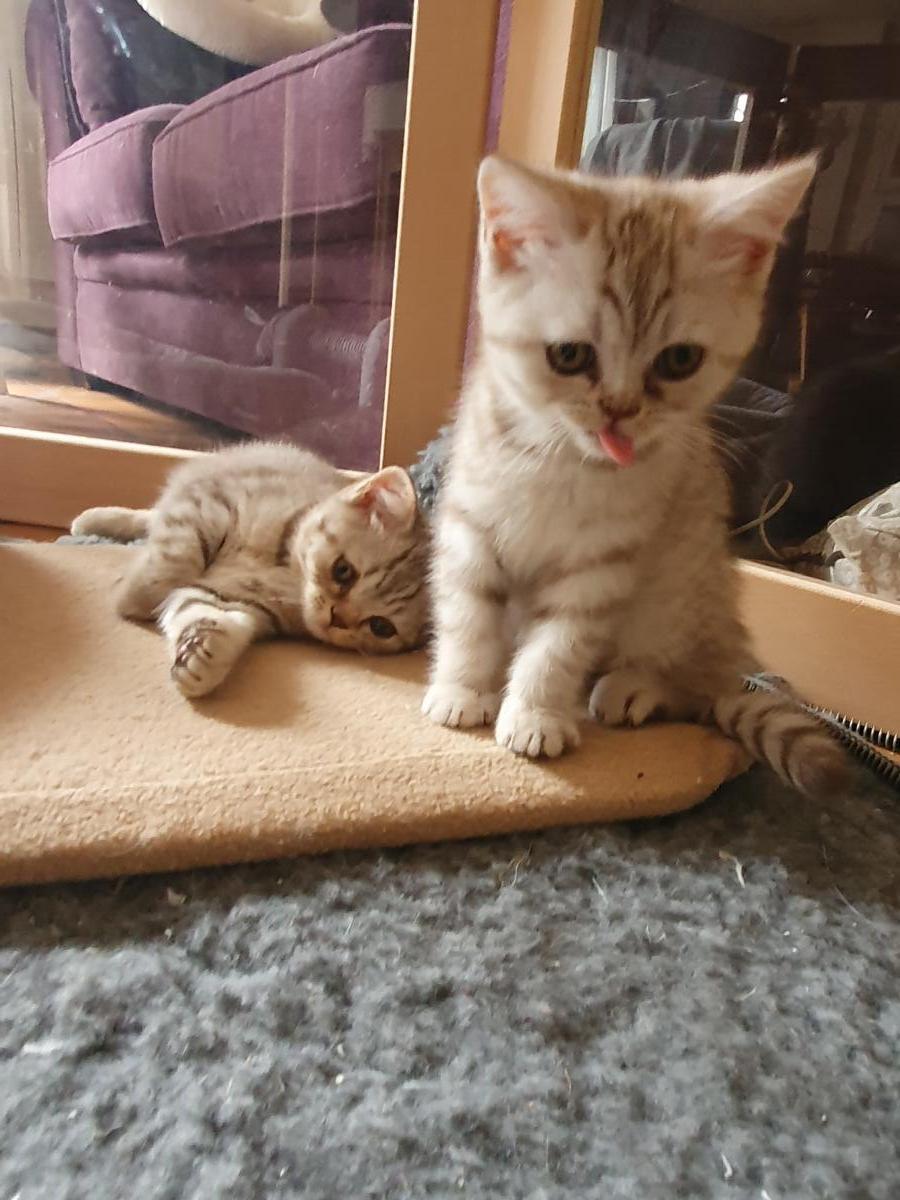 Chaton-british-tabby-langue-de-chat-33