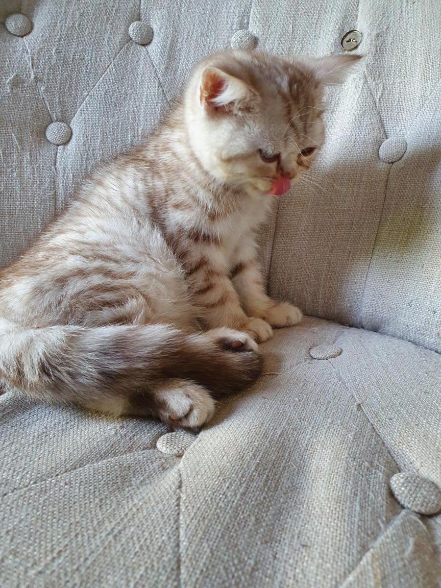 Chaton-british-tabby-langue-de-chat-34
