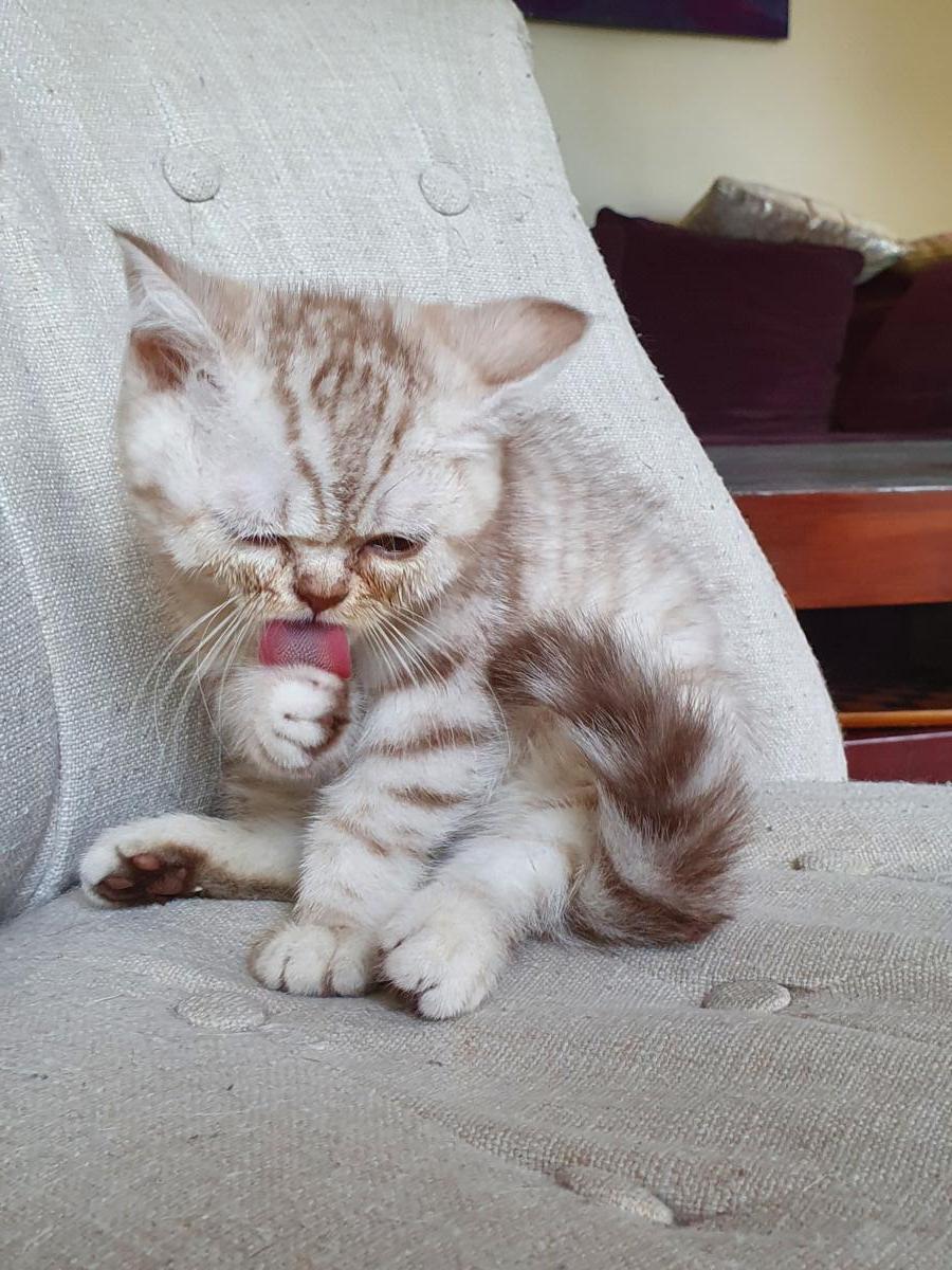 Chaton-british-tabby-langue-de-chat-35