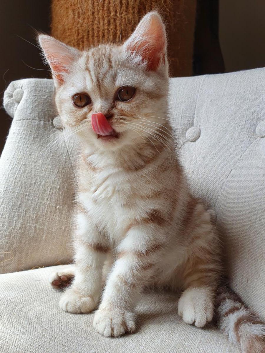 Chaton-british-tabby-langue-de-chat-36