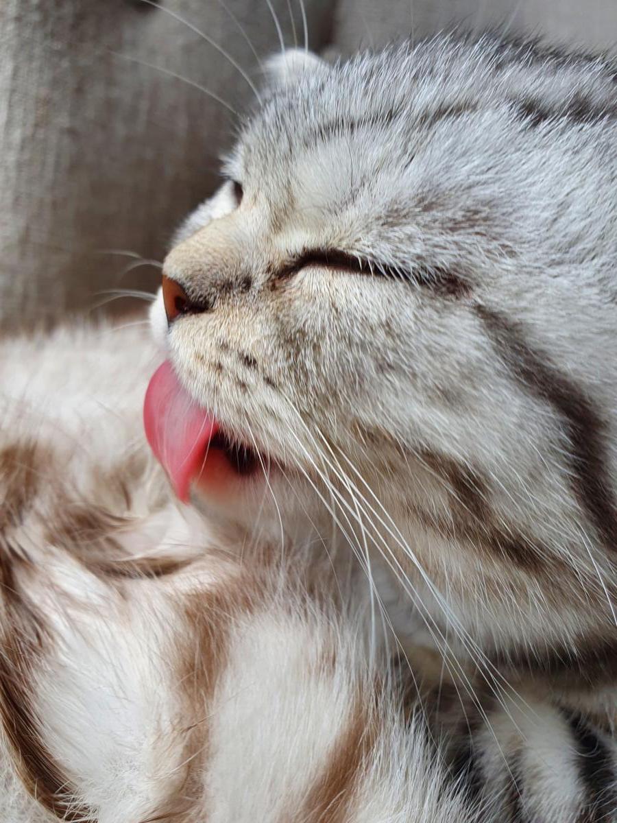 Chaton-british-tabby-langue-de-chat-37