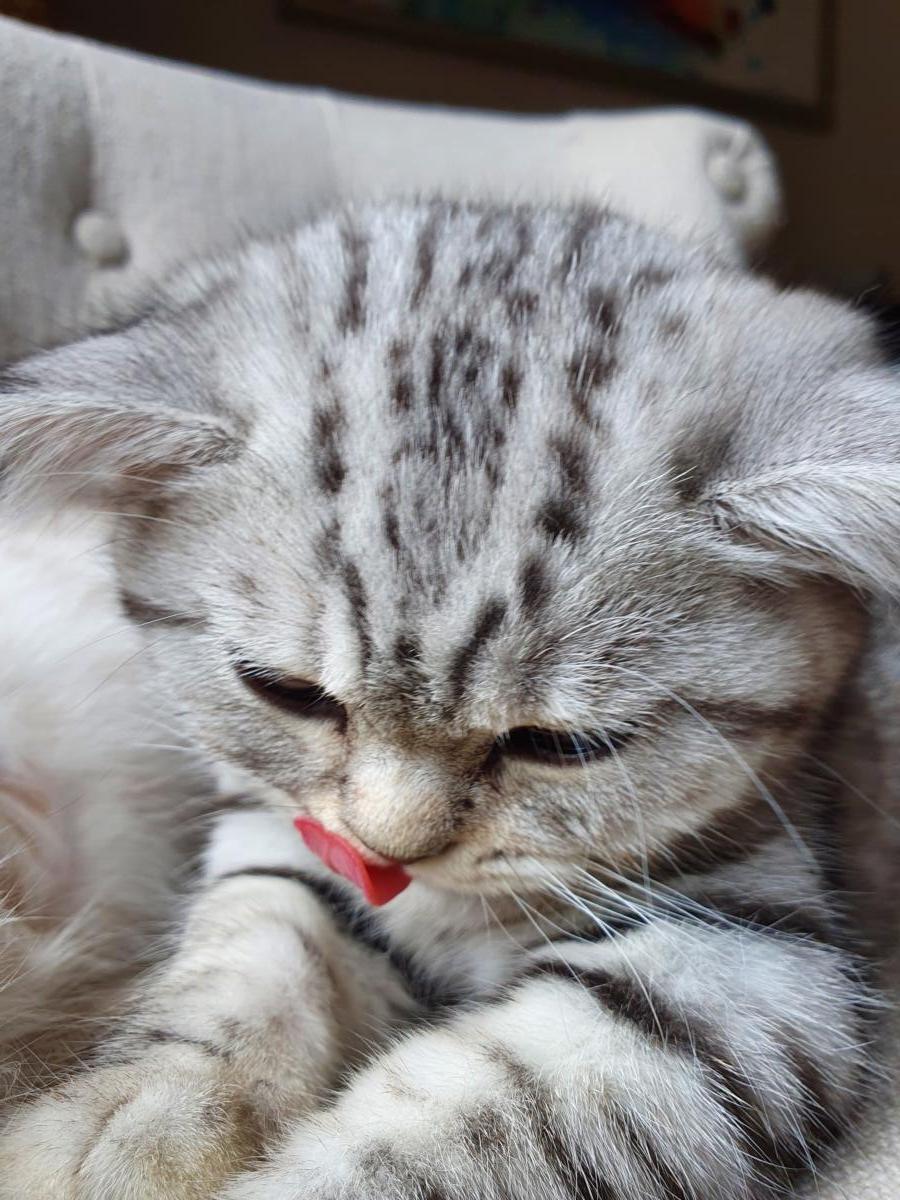 Chaton-british-tabby-langue-de-chat-38