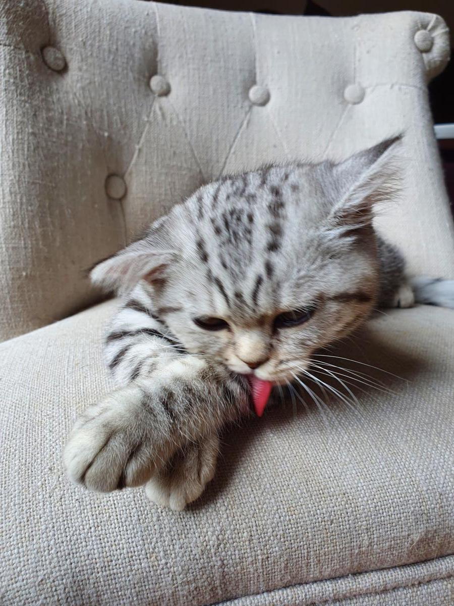 Chaton-british-tabby-langue-de-chat-39