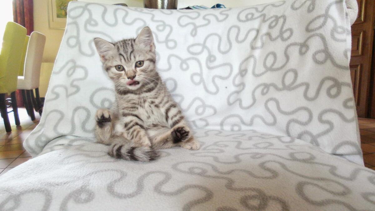 Chaton-british-tabby-langue-de-chat-4