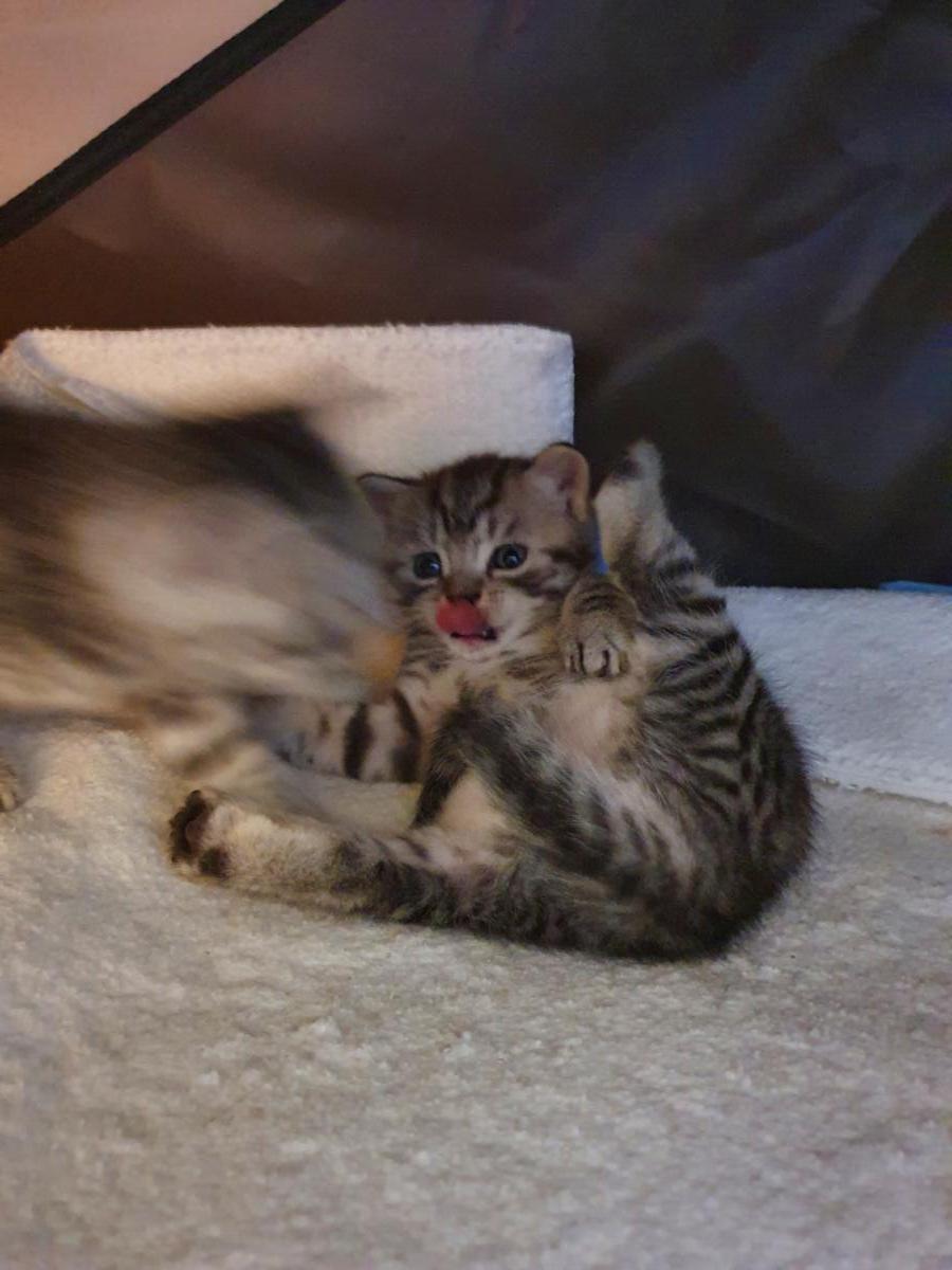 Chaton-british-tabby-langue-de-chat-40
