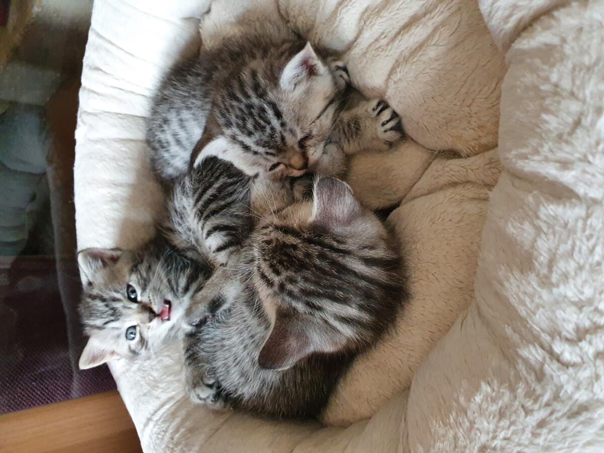Chaton-british-tabby-langue-de-chat-41