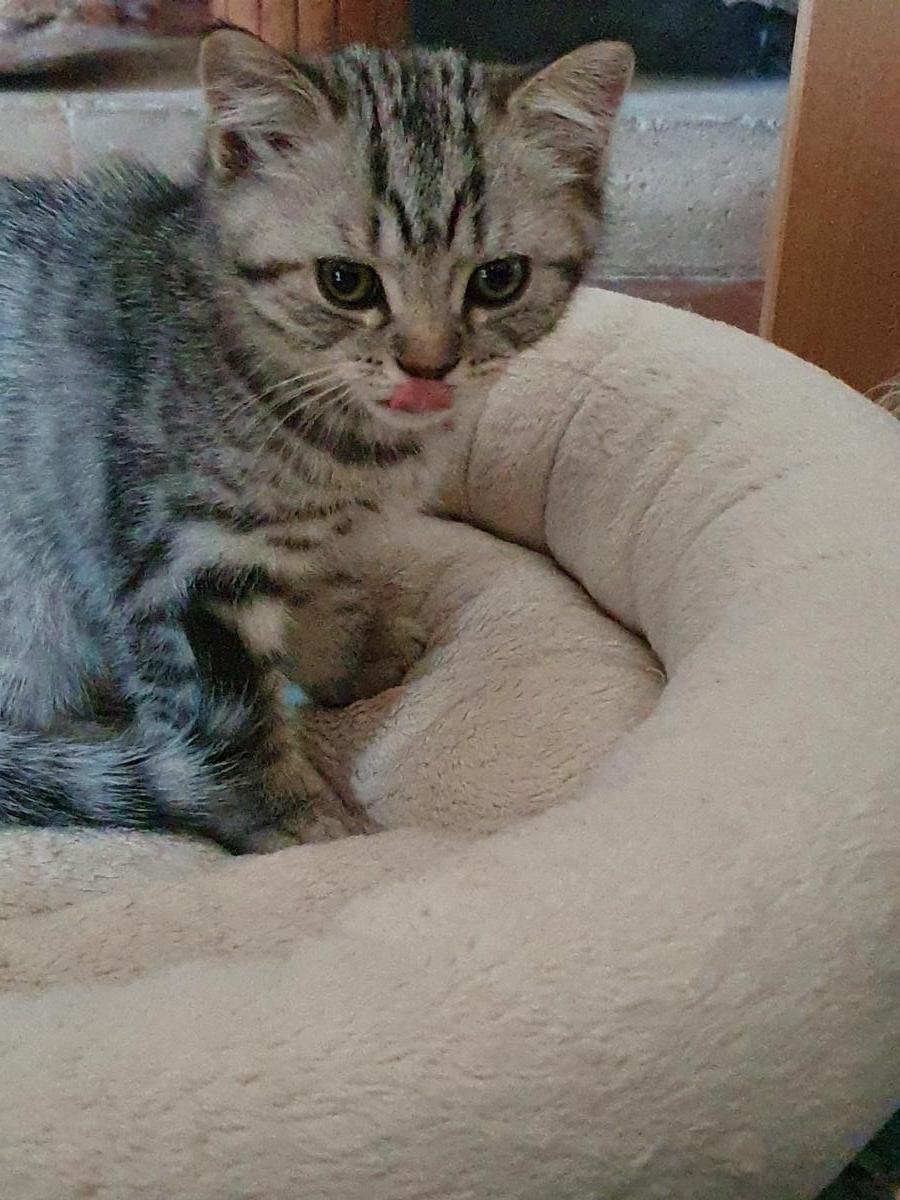 Chaton-british-tabby-langue-de-chat-42