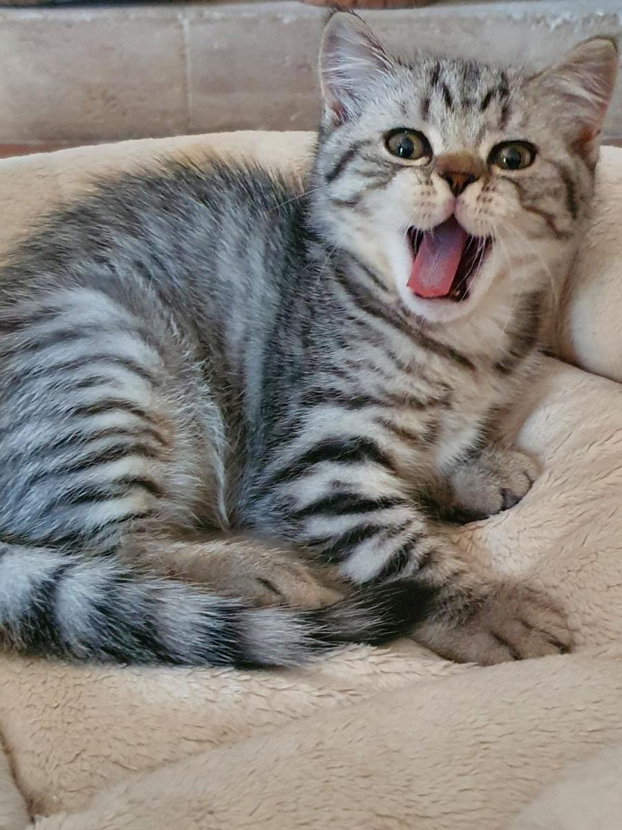 Chaton-british-tabby-langue-de-chat-43