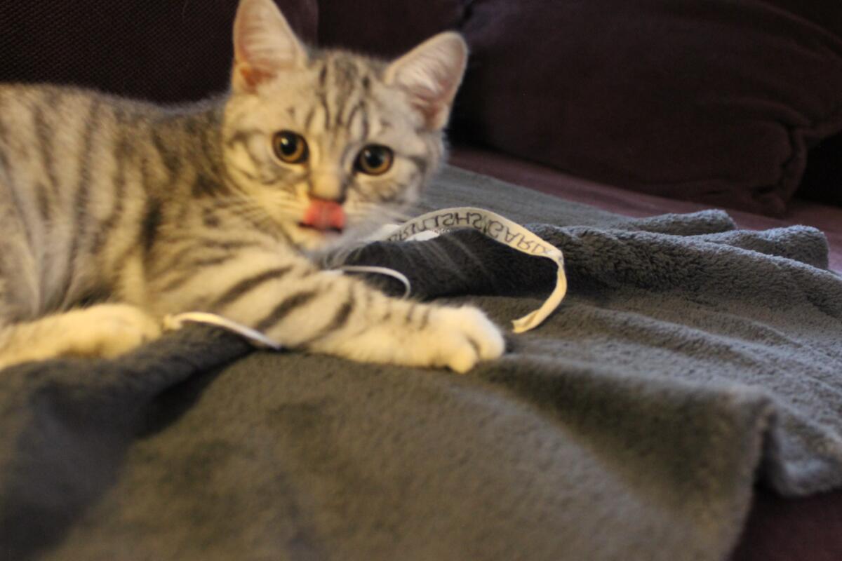 Chaton-british-tabby-langue-de-chat-44